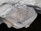 Wide, Enrolled Flexicalymene Trilobite - Ohio #61033-1